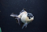 Thai Oranda  Panda 4.5 Inch (ID#0110T1a-59) Free2Day SHIPPING