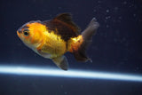 Thai Oranda  Red Black 3.5 Inch (ID#820To5a-52) Free2Day SHIPPING