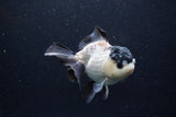 Thai Oranda  Panda 4.5 Inch (ID#0110T1a-59) Free2Day SHIPPING