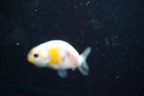 2Pack Thai Ranchu   2 Inch (ID#913ToPtD-36) Free2Day SHIPPING