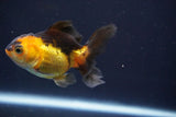 Thai Oranda  Red Black 3.5 Inch (ID#820To5a-52) Free2Day SHIPPING