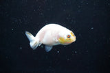 2Pack Thai Ranchu   2 Inch (ID#913ToPtD-36) Free2Day SHIPPING