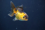 Thai Oranda  Red Black 3.5 Inch (ID#820To5a-52) Free2Day SHIPPING