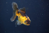 Thai Oranda  Red Black 3.5 Inch (ID#820To5a-52) Free2Day SHIPPING