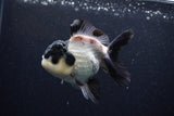 Thai Oranda  Panda 4.5 Inch (ID#0110T1a-59) Free2Day SHIPPING