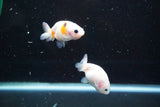 2Pack Thai Ranchu   2 Inch (ID#913ToPtD-37) Free2Day SHIPPING