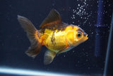 Thai Oranda  Red Black 3.5 Inch (ID#820To5a-52) Free2Day SHIPPING