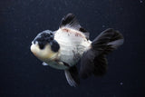 Thai Oranda  Panda 4.5 Inch (ID#0110T1a-59) Free2Day SHIPPING