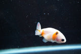 2Pack Thai Ranchu   2 Inch (ID#913ToPtD-37) Free2Day SHIPPING