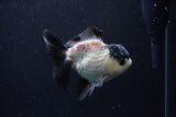 Thai Oranda  Panda 4.5 Inch (ID#0110T1a-59) Free2Day SHIPPING