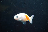 2Pack Thai Ranchu   2 Inch (ID#913ToPtD-37) Free2Day SHIPPING