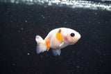 2Pack Thai Ranchu   2 Inch (ID#913ToPtD-37) Free2Day SHIPPING