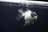 Thai Oranda  Panda 4.5 Inch (ID#0110T1a-59) Free2Day SHIPPING