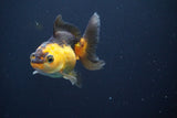 Thai Oranda  Red Black 3.5 Inch (ID#820To5a-52) Free2Day SHIPPING