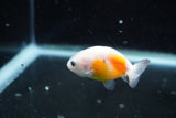 2Pack Thai Ranchu   2 Inch (ID#913ToPtD-37) Free2Day SHIPPING