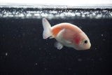 2Pack Thai Ranchu   2 Inch (ID#913ToPtD-37) Free2Day SHIPPING