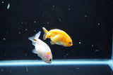 2Pack Thai Ranchu   2 Inch (ID#913ToPtD-39) Free2Day SHIPPING