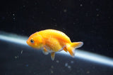 2Pack Thai Ranchu   2 Inch (ID#913ToPtD-39) Free2Day SHIPPING