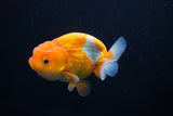 Juvenile Lionchu  Red White 3.5 Inch (ID#1101R11b-16) Free2Day SHIPPING