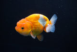 Juvenile Lionchu  Red White 3.5 Inch (ID#1101R11b-16) Free2Day SHIPPING