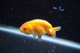 2Pack Thai Ranchu   2 Inch (ID#913ToPtD-39) Free2Day SHIPPING