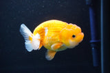 Juvenile Lionchu  Red White 3.5 Inch (ID#1101R11b-16) Free2Day SHIPPING