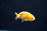 2Pack Thai Ranchu   2 Inch (ID#913ToPtD-39) Free2Day SHIPPING