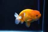 Juvenile Lionchu  Red White 3.5 Inch (ID#1101R11b-16) Free2Day SHIPPING