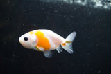 2Pack Thai Ranchu   2 Inch (ID#913ToPtD-39) Free2Day SHIPPING