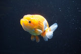 Juvenile Lionchu  Red White 3.5 Inch (ID#1101R11b-16) Free2Day SHIPPING