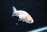 2Pack Thai Ranchu   2 Inch (ID#913ToPtD-39) Free2Day SHIPPING