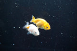 2Pack Thai Ranchu   2 Inch (ID#913ToPtD-40) Free2Day SHIPPING