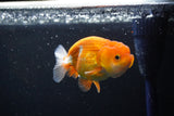 Juvenile Lionchu  Red White 3.5 Inch (ID#1101R11b-16) Free2Day SHIPPING