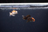 2Pack Thai Oranda   2 Inch (ID#1122ToPTD-1) Free2Day SHIPPING