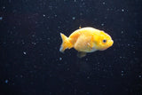 2Pack Thai Ranchu   2 Inch (ID#913ToPtD-40) Free2Day SHIPPING