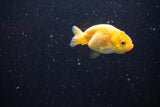 2Pack Thai Ranchu   2 Inch (ID#913ToPtD-40) Free2Day SHIPPING