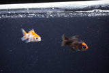 2Pack Thai Oranda   2 Inch (ID#1122ToPTD-1) Free2Day SHIPPING