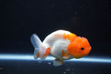 Juvenile Lionchu  Red White 3.5 Inch (ID#1101R11b-17) Free2Day SHIPPING