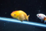 2Pack Thai Ranchu   2 Inch (ID#913ToPtD-40) Free2Day SHIPPING