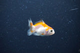 2Pack Thai Oranda   2 Inch (ID#1122ToPTD-1) Free2Day SHIPPING