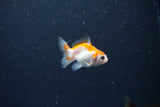 2Pack Thai Oranda   2 Inch (ID#1122ToPTD-1) Free2Day SHIPPING