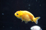 2Pack Thai Ranchu   2 Inch (ID#913ToPtD-40) Free2Day SHIPPING