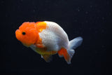 Juvenile Lionchu  Red White 3.5 Inch (ID#1101R11b-17) Free2Day SHIPPING