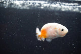 2Pack Thai Ranchu   2 Inch (ID#913ToPtD-40) Free2Day SHIPPING