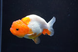 Juvenile Lionchu  Red White 3.5 Inch (ID#1101R11b-17) Free2Day SHIPPING