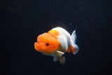 Juvenile Lionchu  Red White 3.5 Inch (ID#1101R11b-17) Free2Day SHIPPING