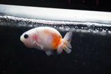 2Pack Thai Ranchu   2 Inch (ID#913ToPtD-40) Free2Day SHIPPING