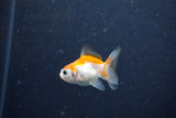 2Pack Thai Oranda   2 Inch (ID#1122ToPTD-1) Free2Day SHIPPING