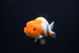 Juvenile Lionchu  Red White 3.5 Inch (ID#1101R11b-17) Free2Day SHIPPING