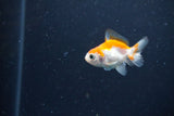 2Pack Thai Oranda   2 Inch (ID#1122ToPTD-1) Free2Day SHIPPING